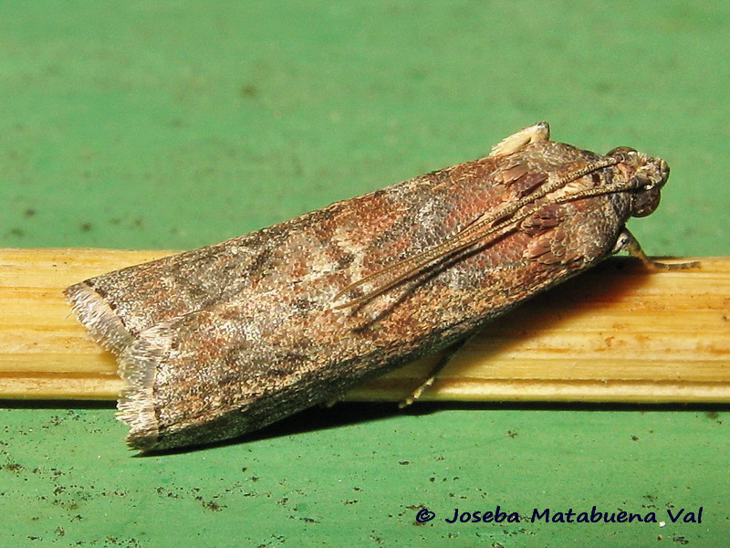 Pyralidae da id. Phycita roborella